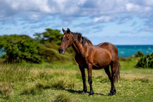 005_Tag 61 - Auf dem Weg zur Waihau Bay
