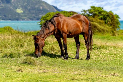 006_Tag 61 - Auf dem Weg zur Waihau Bay