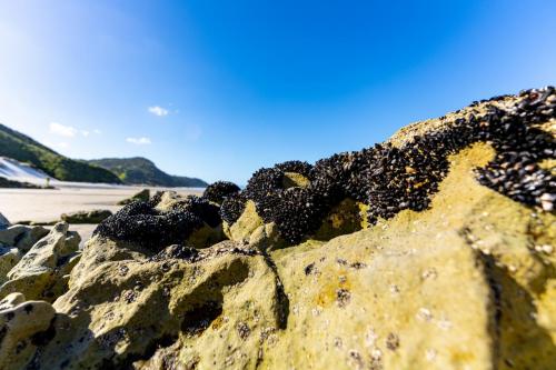 Tag 15 - Mangawhai Heads Beach
