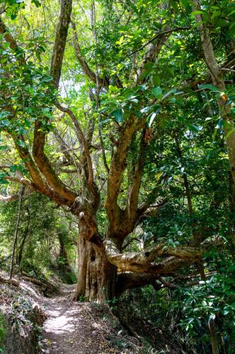 Tag 18 - Waitangi Trail