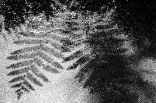 Tag 18 - Waitangi Trail