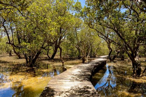 Tag 18 - Mangroven Wald