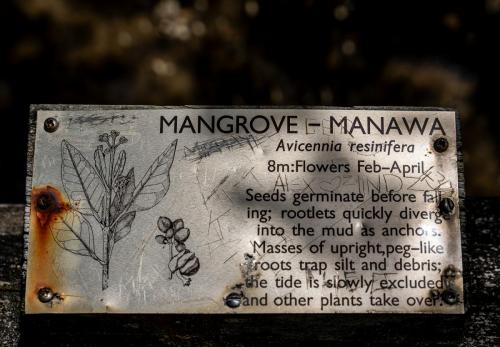 Tag 18 - Mangroven Wald