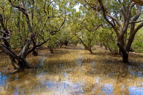 Tag 18 - Mangroven Wald