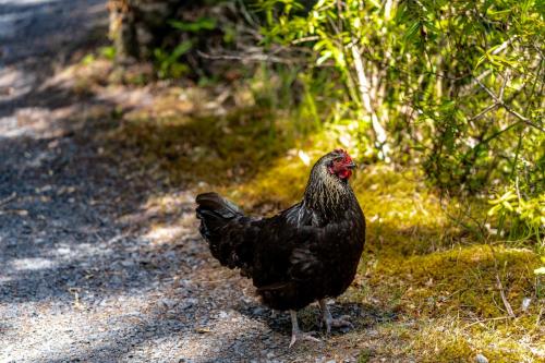 Tag 18 - Waitangi Trail