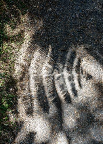 Tag 18 - Waitangi Trail