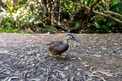 65_Tag 23 - Karekare Falls Ente