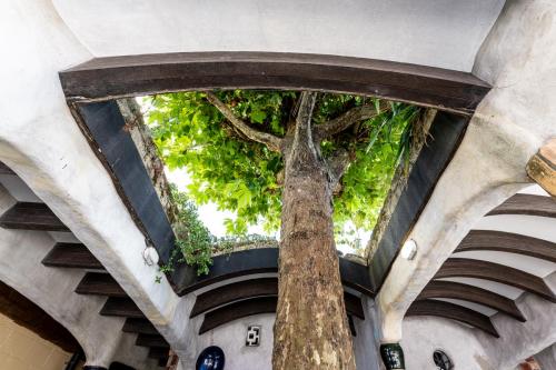 49_Tag 21 - Kawakawa