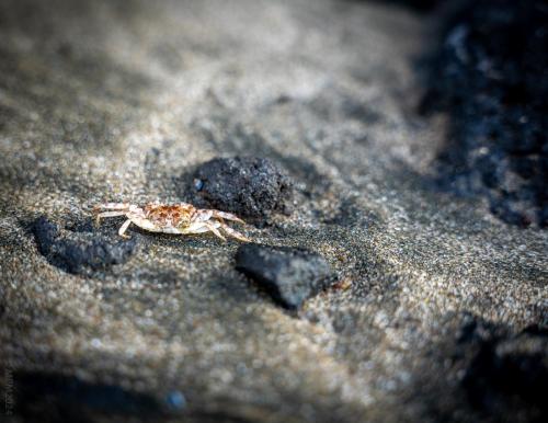 82_Tag 23 - Piha Beach
