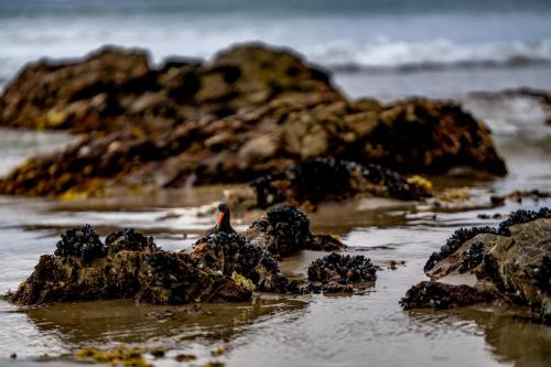 055_Tag 56 - Waipu Cove