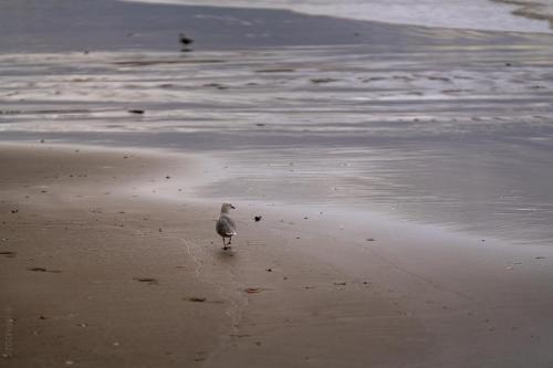 056_Tag 56 - Waipu Cove