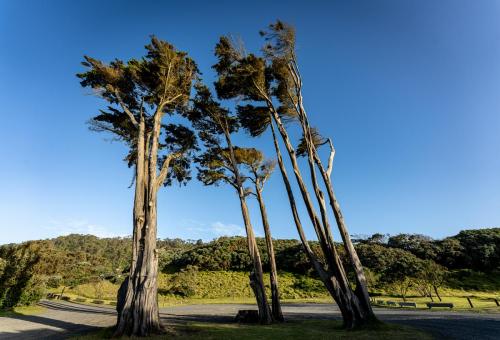 Tag 12 - Muriwai Beach