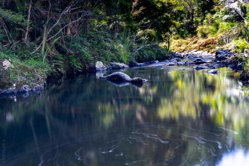 Tag 15 - Piroa Falls